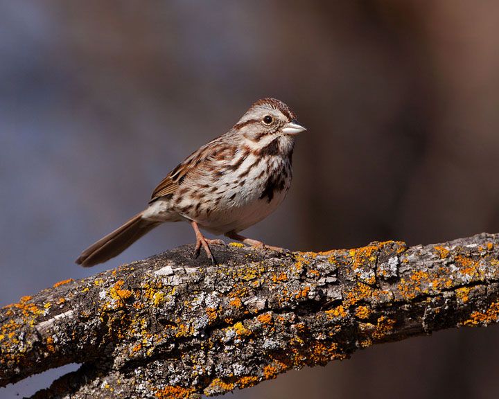 Song Sparrow