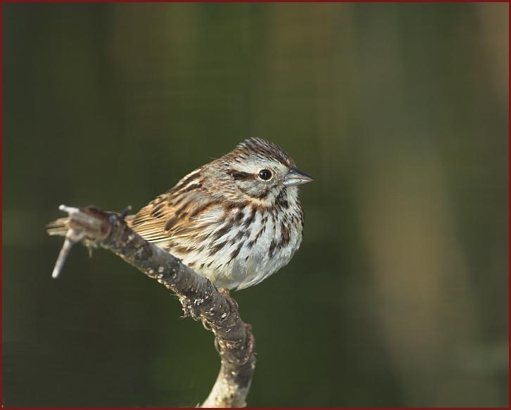 song sparrow