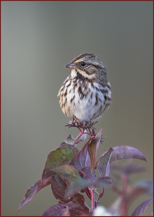 song sparrow