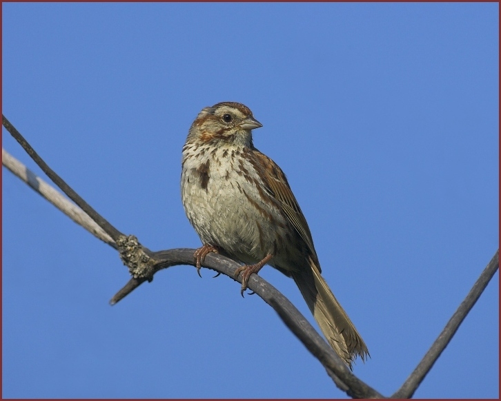 song sparrow