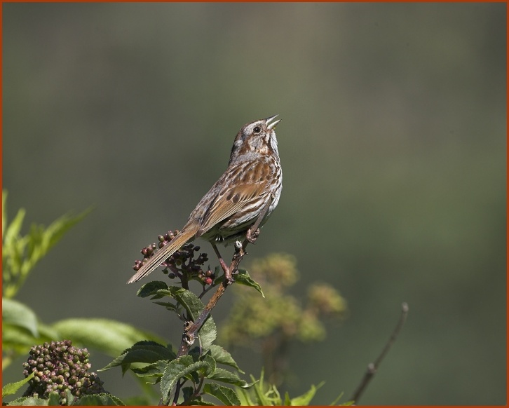 song sparrow