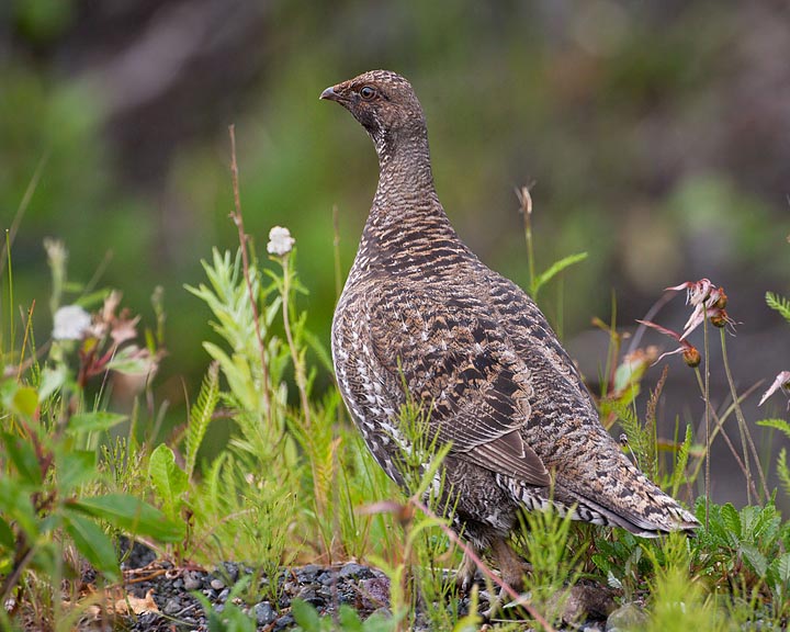 sooty grouse