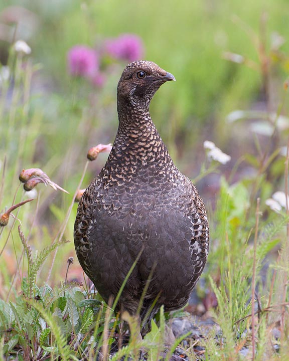 sooty grouse