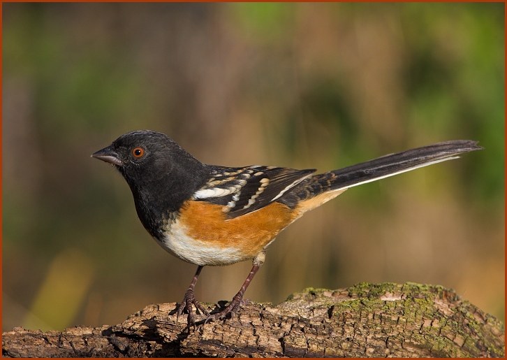 spotted towhee