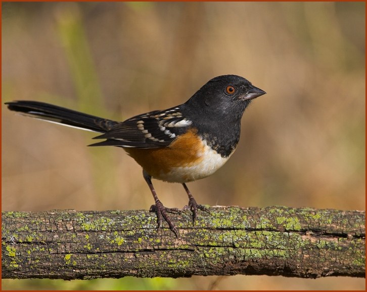 spotted towhee