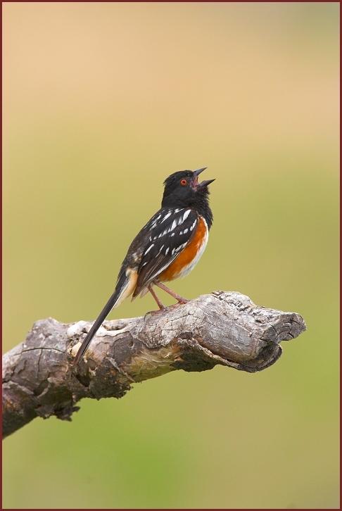 spotted towhee