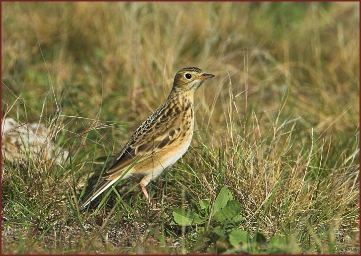 Sprague's Pipit