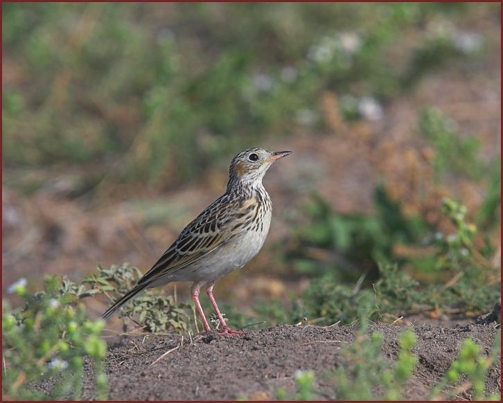 Sprague's Pipit