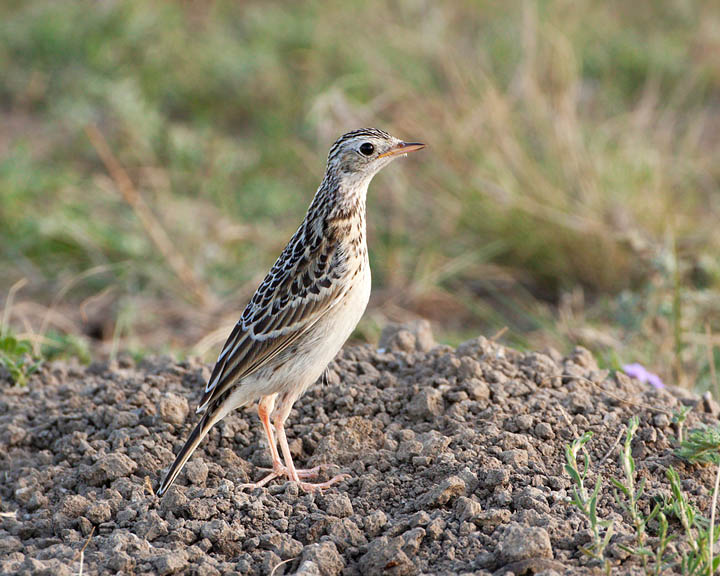 Sprague's Pipit