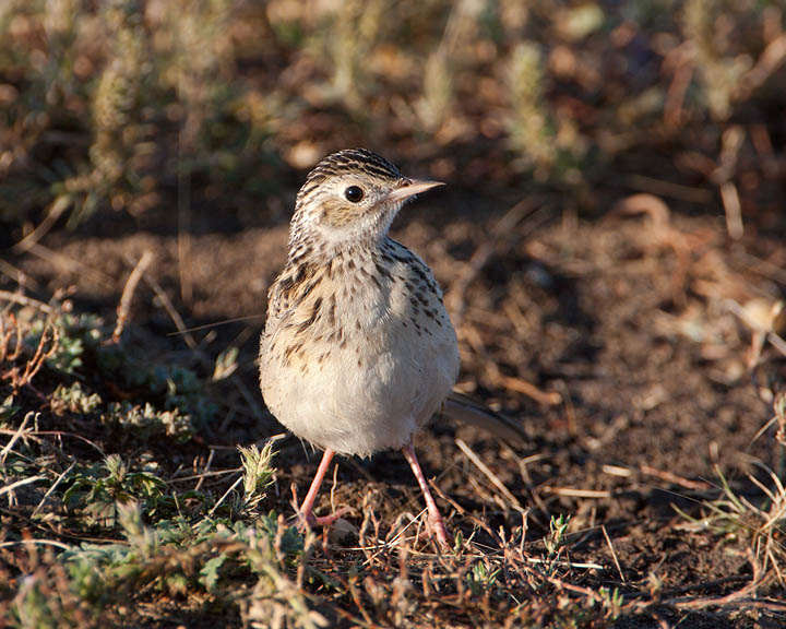 Sprague's Pipit