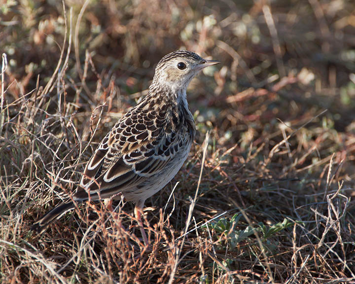 Sprague's Pipit