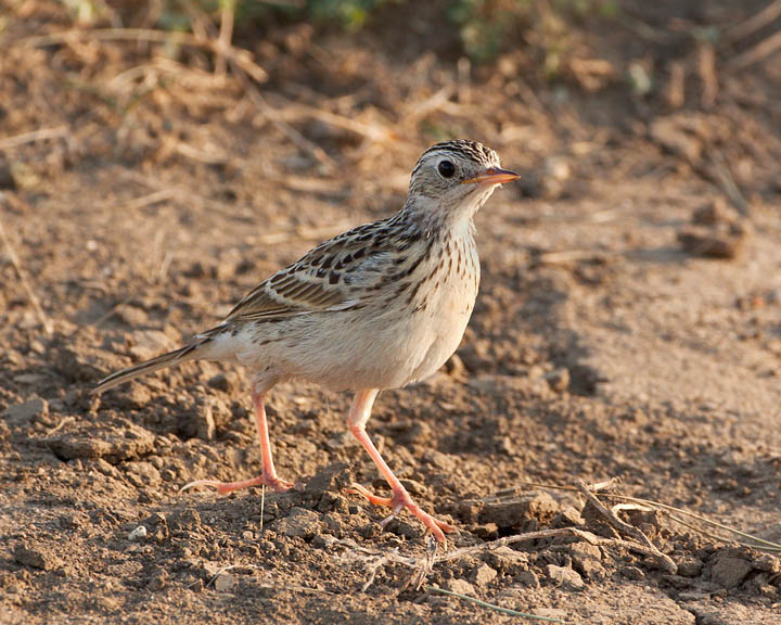 Sprague's Pipit