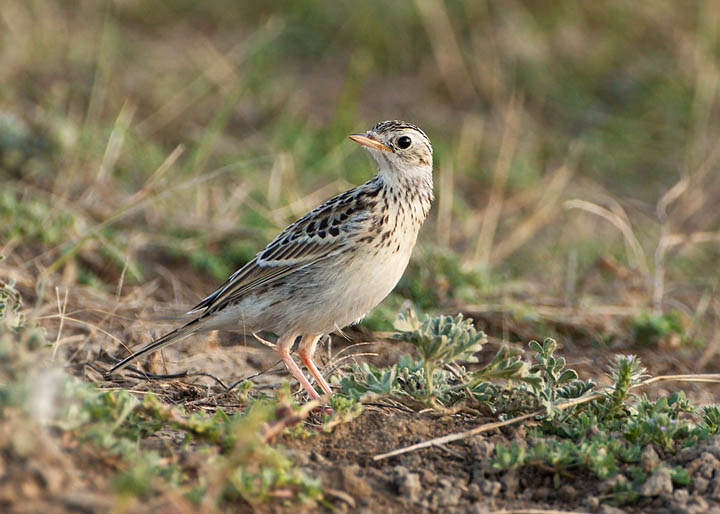 Sprague's Pipit