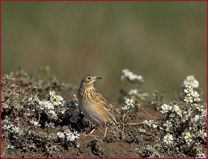 Sprague's Pipit