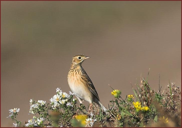 Sprague's Pipit