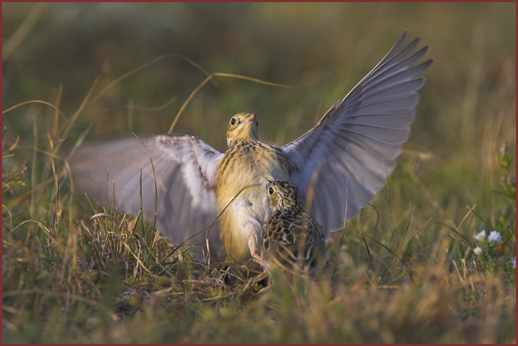 Sprague's Pipit