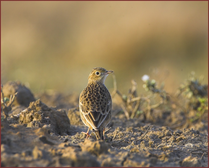 Sprague's Pipit