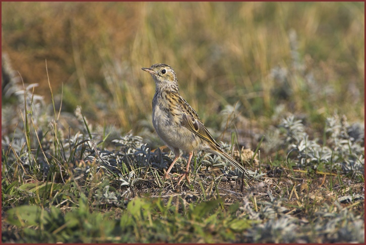 Sprague's Pipit