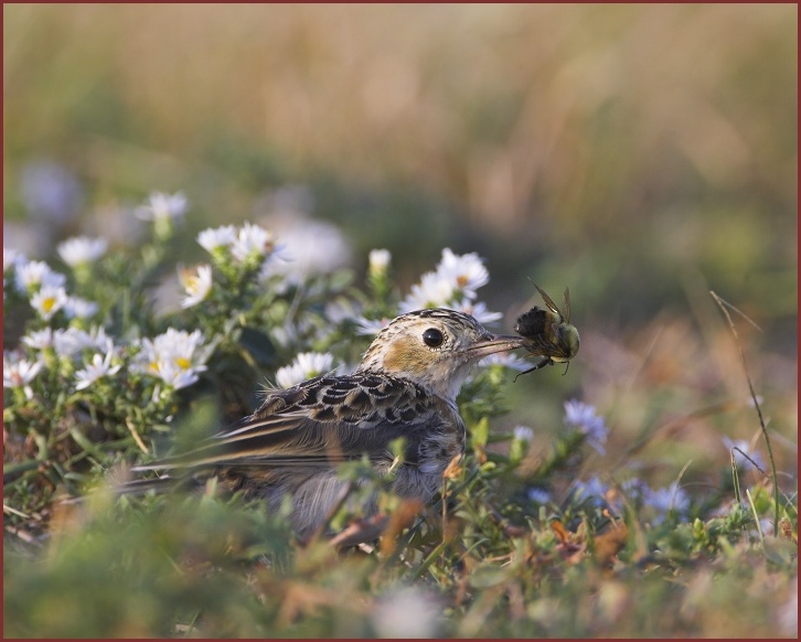 Sprague's Pipit