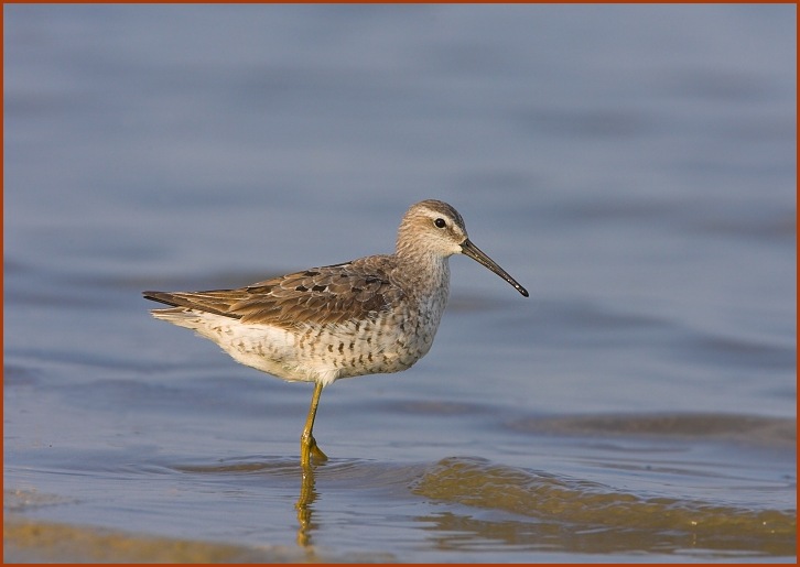 stilt sandpiper