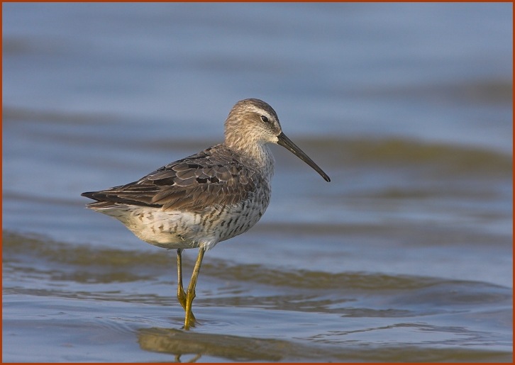 stilt sandpiper