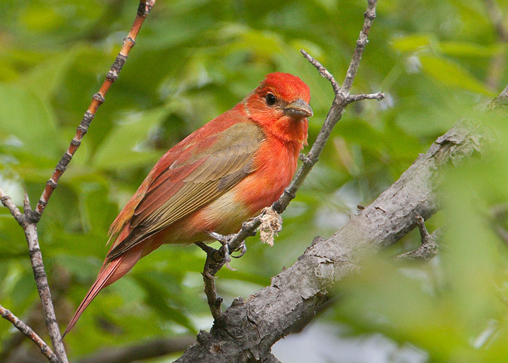 summer tanager