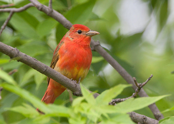 summer tanager