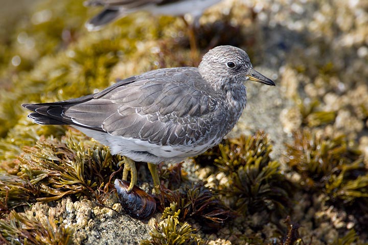 surfbird