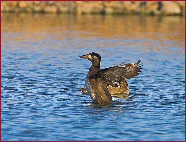 surf scoter
