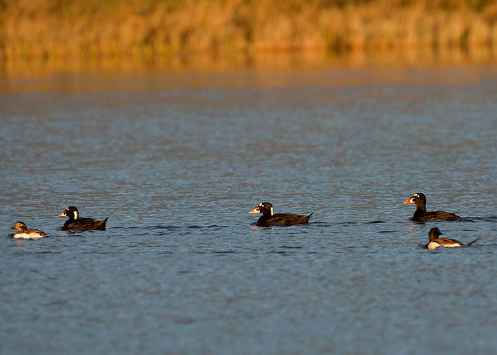 Surf Scoter