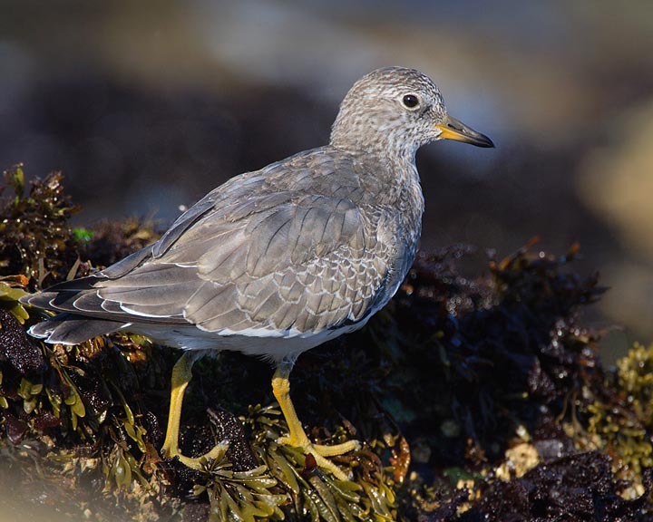 surfbird