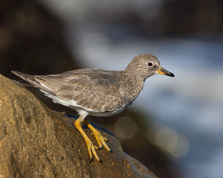 surfbird