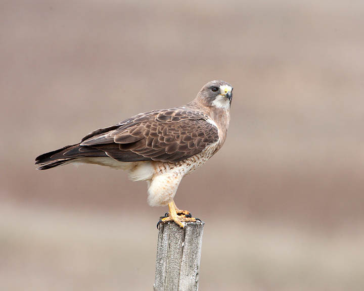 Swainson's Hawk