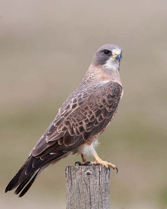 Swainson's Hawk