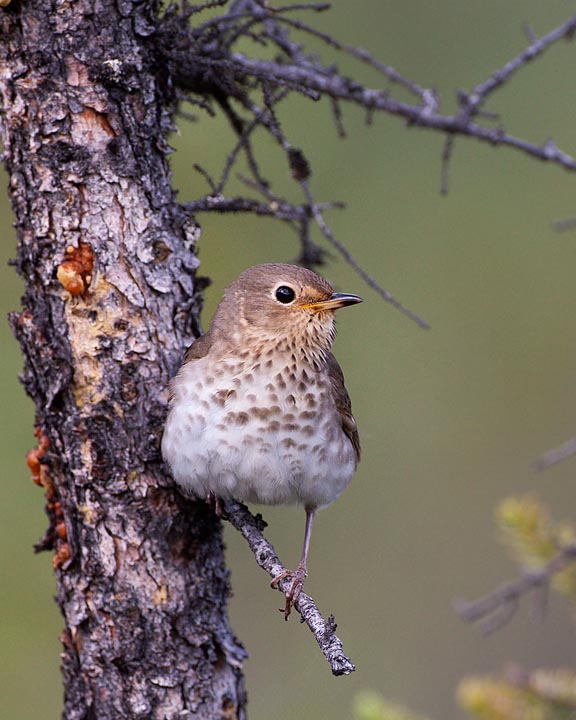 Swainson's Thrush