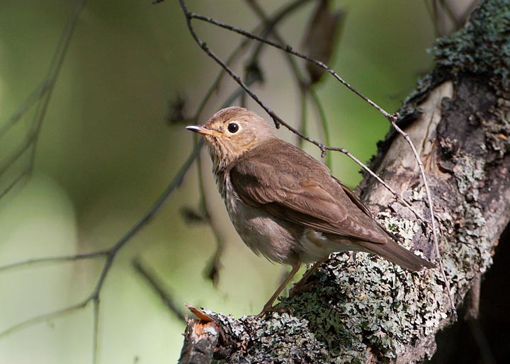 Swainson's Thrush