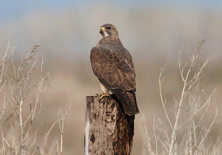 Swainson's Hawk