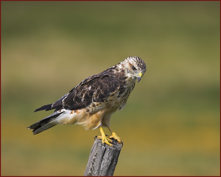 Swainson's Hawk