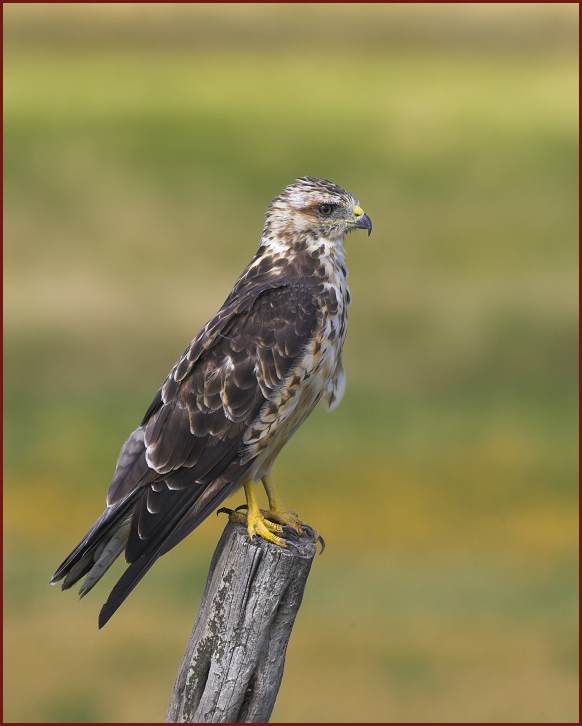 Swainson's Hawk