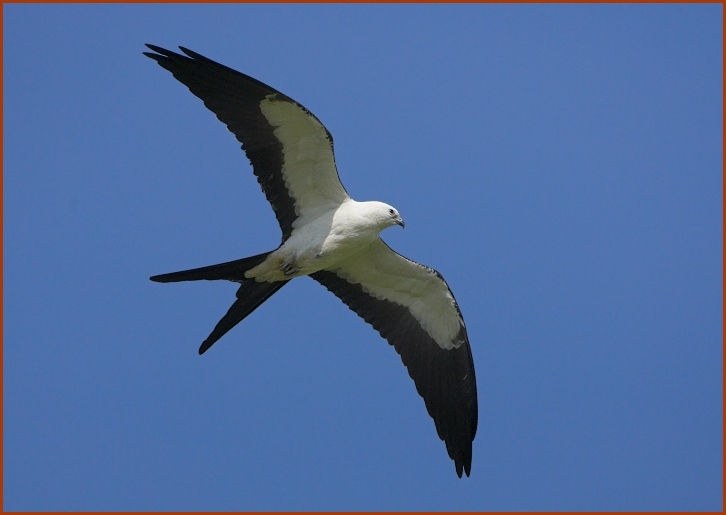 Swallow-tailed Kite