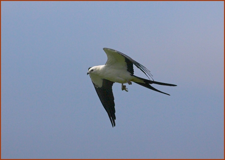 Swallow-tailed Kite