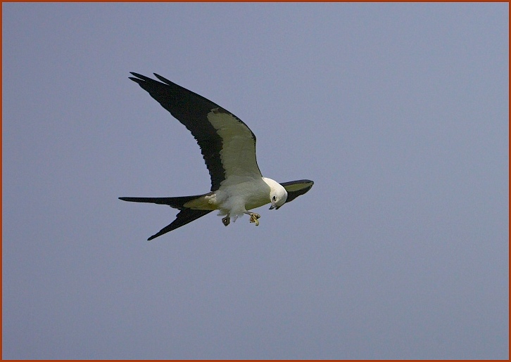 Swallow-tailed Kite