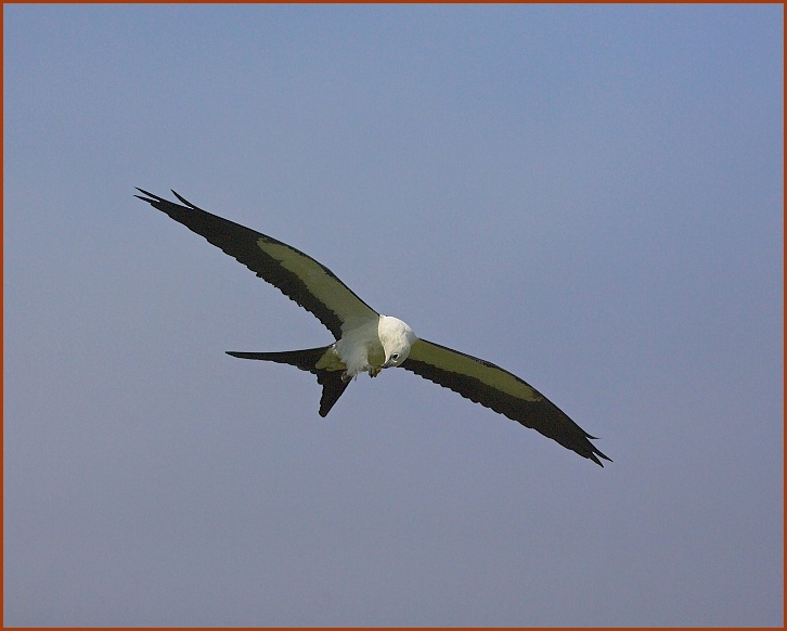 Swallow-tailed Kite