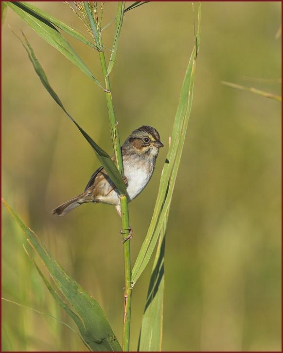 swamp sparrow