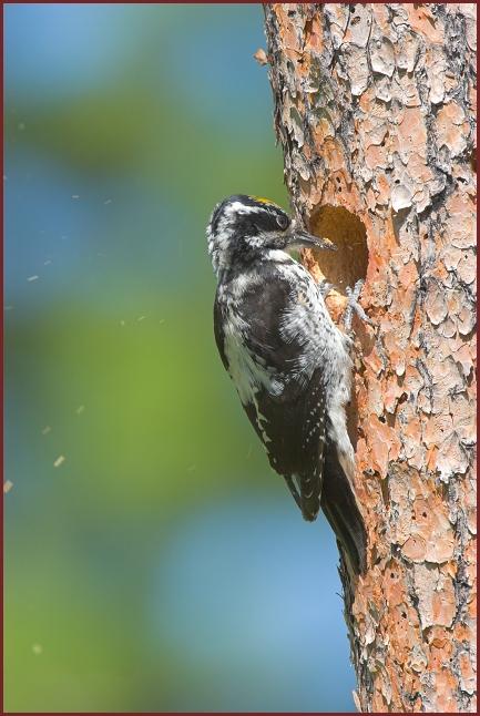 American Three-toed Woodpecker