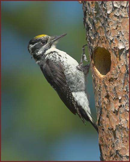 American Three-toed Woodpecker