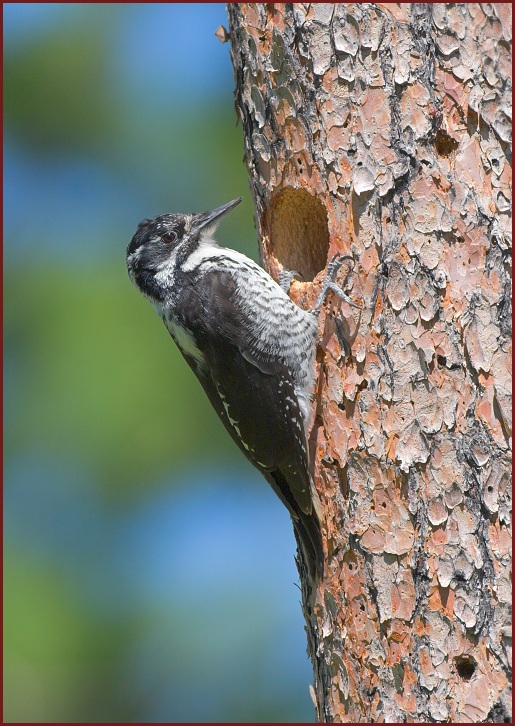 American Three-toed Woodpecker