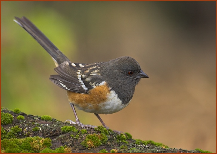 spotted towhee