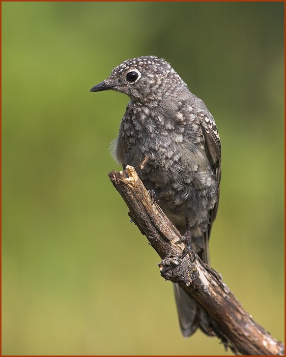 Townsend's solitaire