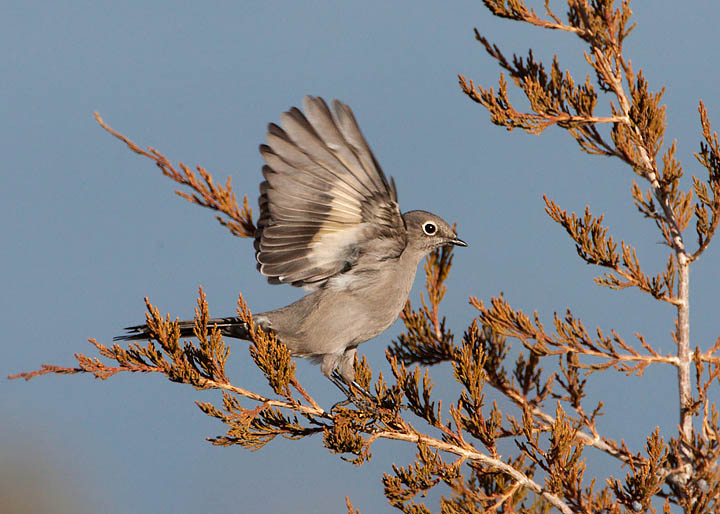 Townsend's Solitaire